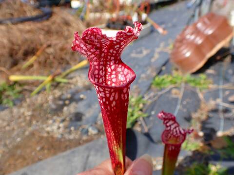 商品一覧 - Y's Exotics （山田食虫植物農園）