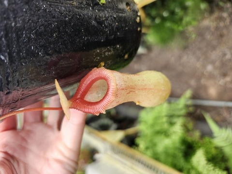 商品一覧 - Y's Exotics （山田食虫植物農園）