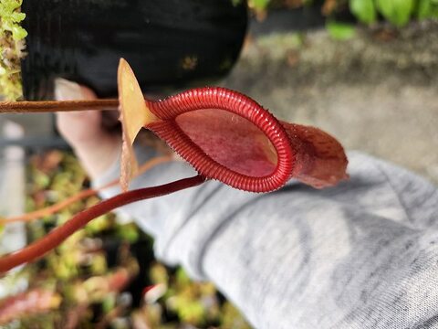 Nepenthes(ネペンテス/ウツボカズラ)の商品一覧 | Y's Exotics Nepenthes(ネペンテス/ウツボカズラ)の商品一覧 | Y's Exotics