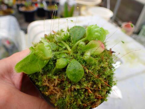 ア*ビ様 cephlotus Hummer'sGiant BCP選別No.1 セ cephlotus Hummer'sGiant BCP選別No.1 セファロタス Cephalotus