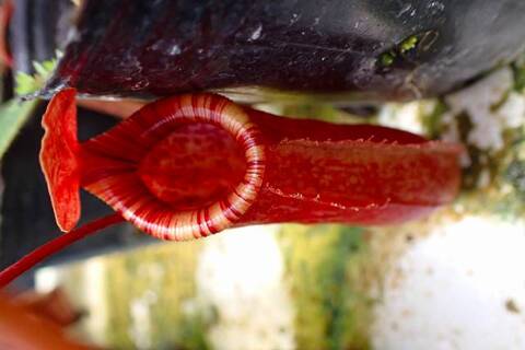 teatネペン Nepenthes（ネペンテス/ウツボカズラ）の商品一覧 | Y's Exotics