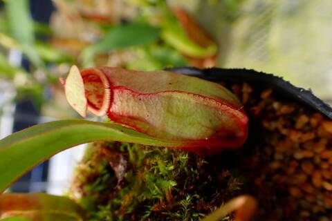 Nepenthes（ネペンテス/ウツボカズラ）の商品一覧 | Y's Exotics