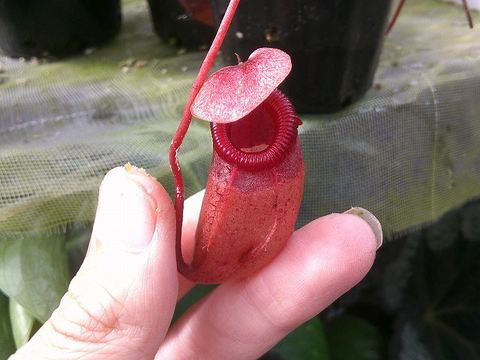 Nepenthes（ネペンテス/ウツボカズラ）の商品一覧 | Y's Exotics （山田食虫植物農園）