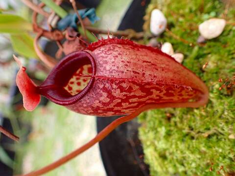 商品一覧 - Y's Exotics （山田食虫植物農園）