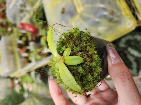 Nepenthes（ネペンテス/ウツボカズラ）の商品一覧 | Y's Exotics
