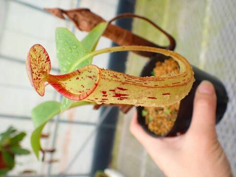 商品一覧 - Y's Exotics （山田食虫植物農園）