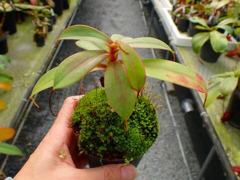 J613 5-3 N. sibuyanensis {Guiting-Guiting, Philippines, 1400m} [BCP ID# N110, N299, N300]