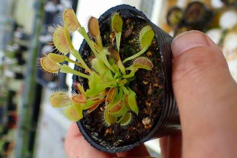 Dionaea muscipula（ディオネア/ハエトリソウ）の商品一覧