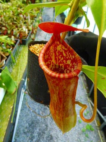 Nepenthes（ネペンテス/ウツボカズラ）の商品一覧 | Y's Exotics （山田食虫植物農園）