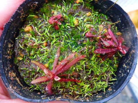 tarou　3種　ガメラG2 2種とドロセラ　種子30個 Drosera（ドロセラ/モウセンゴケ）の商品一覧 | Y's Exotics