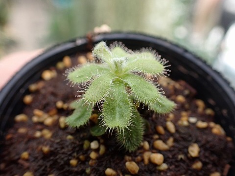 商品一覧 - Y's Exotics （山田食虫植物農園）