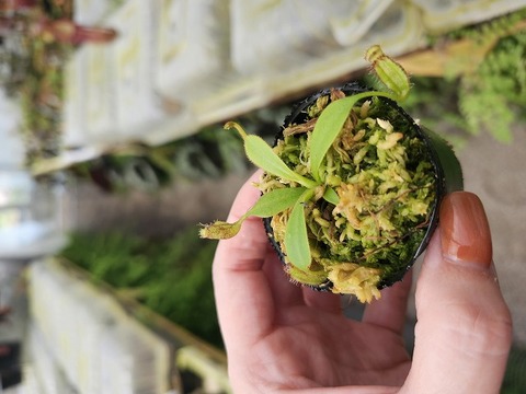 商品一覧 - Y's Exotics （山田食虫植物農園）