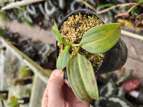 G723 1-2 N. macrophylla 