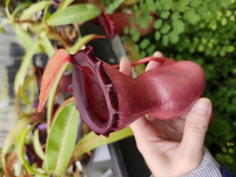 商品一覧 - Y's Exotics （山田食虫植物農園）