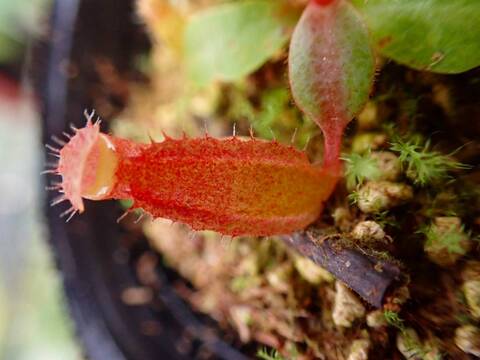 商品一覧 - Y's Exotics （山田食虫植物農園）