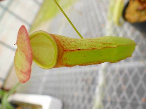 食虫植物　お知らせ用 Y's Exotics （山田食虫植物農園）