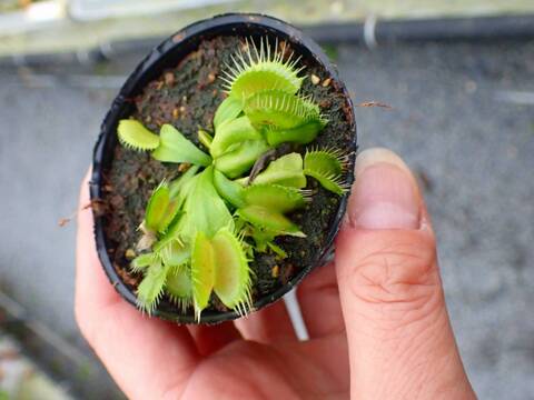 G178 5-1 Dionaea muscipula South-West Giant Y's Lab