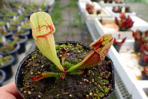 Y577 4-1 S. purpurea ssp. venosa var. burkii Araflora