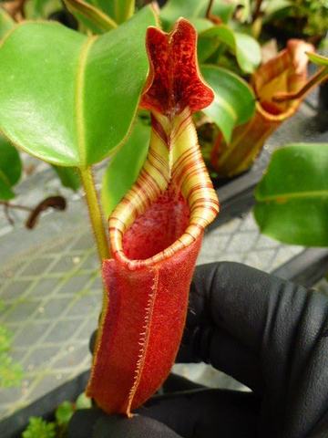 Nepenthes（ネペンテス/ウツボカズラ）の商品一覧 | Y's Exotics