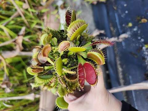 Dionaea ｍuscipula（ディオネア/ハエトリソウ）の商品一覧 | Y's Exotics （山田食虫植物農園）