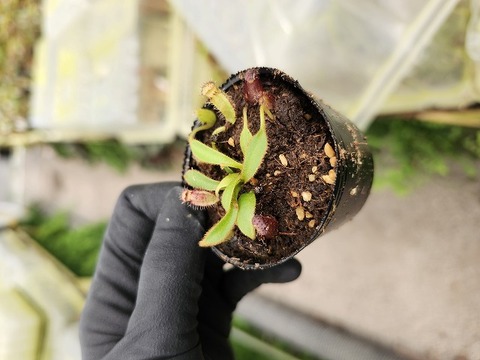 特別販売ページ！現品写真付！の商品一覧 | Y's Exotics （山田