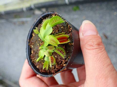 G158 5-1 Dionaea muscipula South-West Giant Y's Lab