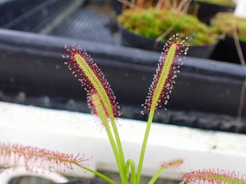 P734 4-1 D. capensis