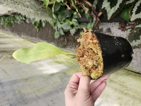商品一覧 - Y's Exotics （山田食虫植物農園）