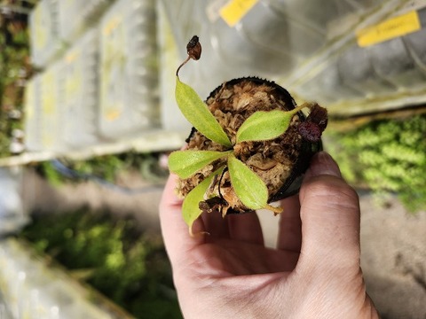 商品一覧 - Y's Exotics （山田食虫植物農園）