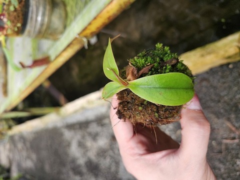 J222 1-2 N. bellii x peltata `Suprime' #NNN 