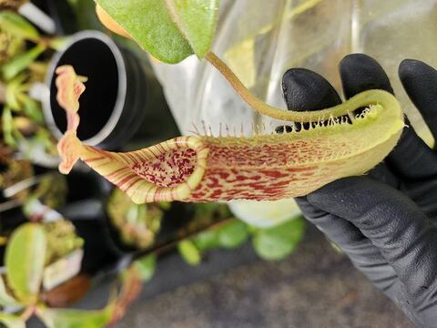 Nepenthes（ネペンテス/ウツボカズラ）の商品一覧 | Y's Exotics