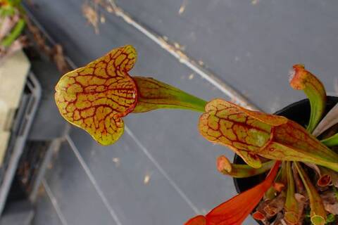 グリーンゴブレット　大株　子株付 商品一覧 | Y's Exotics （山田食虫植物農園）