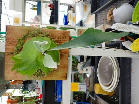 Platycerium (ビカクシダ)の商品一覧 | Y's Exotics （山田食虫