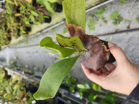 Y517 5-3 Platycerium 