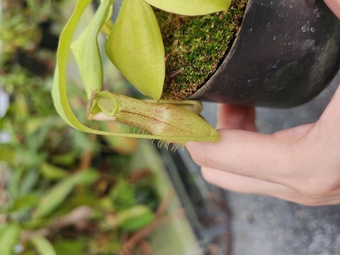 Nepenthes（ネペンテス/ウツボカズラ）の商品一覧 | Y's Exotics