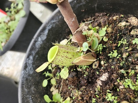 商品一覧 - Y's Exotics （山田食虫植物農園）