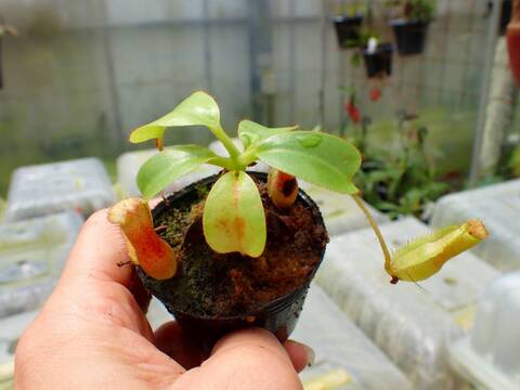 商品一覧 - Y's Exotics （山田食虫植物農園）