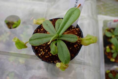 Nepenthes（ネペンテス/ウツボカズラ）の商品一覧 | Y's Exotics