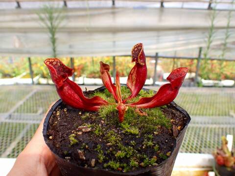 商品一覧 - Y's Exotics （山田食虫植物農園）