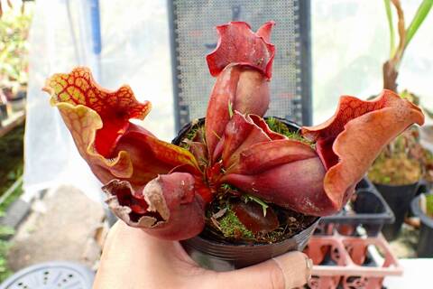 R153 1H S. purpurea ssp. venosa (伊勢花菖蒲園選別丸形株 No.16) MS