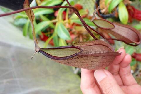 ゆうゆうネペンテス・ミランダ Nepenthes（ネペンテス/ウツボカズラ）の商品一覧 | Y's Exotics