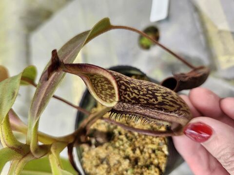 Nepenthes（ネペンテス/ウツボカズラ）の商品一覧 | Y's Exotics （山田食虫植物農園）