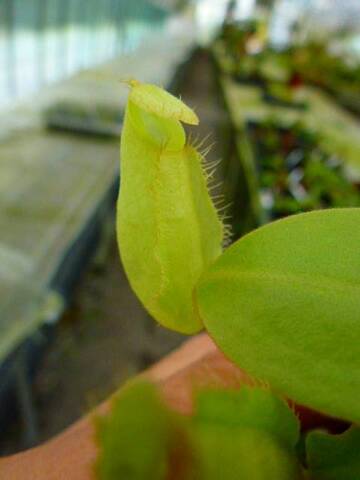 Nepenthes（ネペンテス/ウツボカズラ）の商品一覧 | Y's Exotics （山田食虫植物農園）