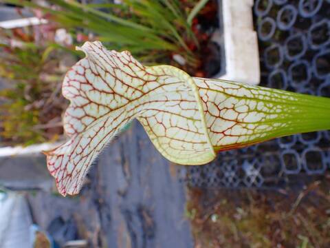 く*い様 食虫植物　サラセニア　ももいろといき く*い様 食虫植物 サラセニア ももいろといき く*い様 食虫植物