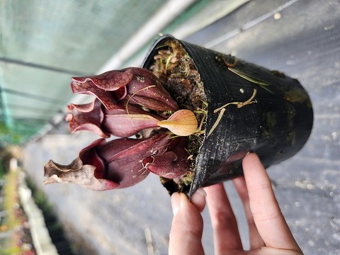 R237 S. purpurea ssp. venosa (伊勢花菖蒲園選別丸形株 No.54) MS