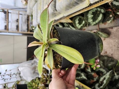 O107 1-4 N. sibuyanensis (d) EP