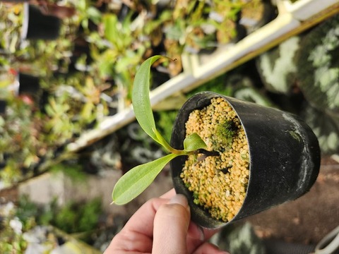 商品一覧 - Y's Exotics （山田食虫植物農園）