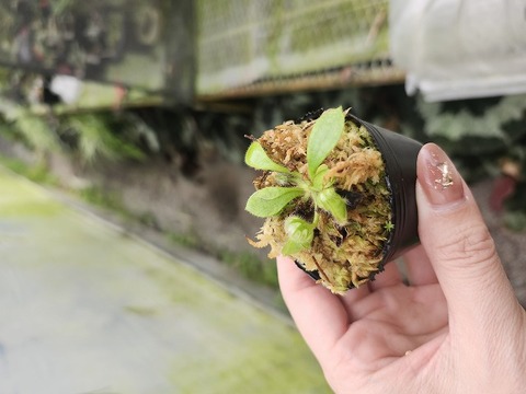 ジャイアントファコプス　超大型種　極美麗　ハイポストーマ有り　極めて希少　特級 Cephalotus follicularis （フクロノユキノシタ）の商品一覧 | Y's