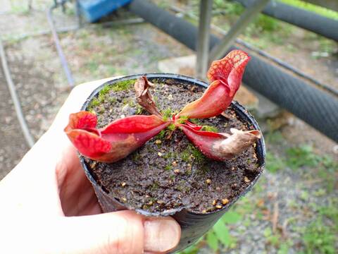 G598 4-1 S. purpurea ssp. purpurea (typical) CK