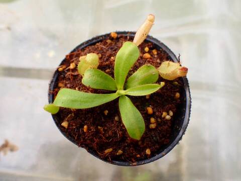 商品一覧 - Y's Exotics （山田食虫植物農園）